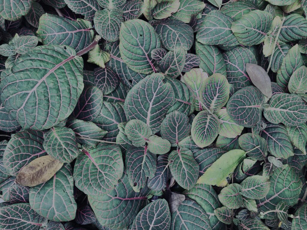 植物,自然,風景,マイナスイオン,緑,観葉植物,草,テクスチャ,