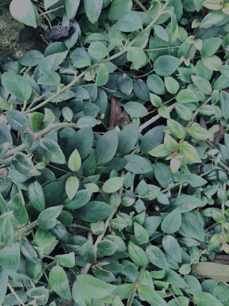 植物,自然,風景,マイナスイオン,緑,観葉植物,草,テクスチャ,