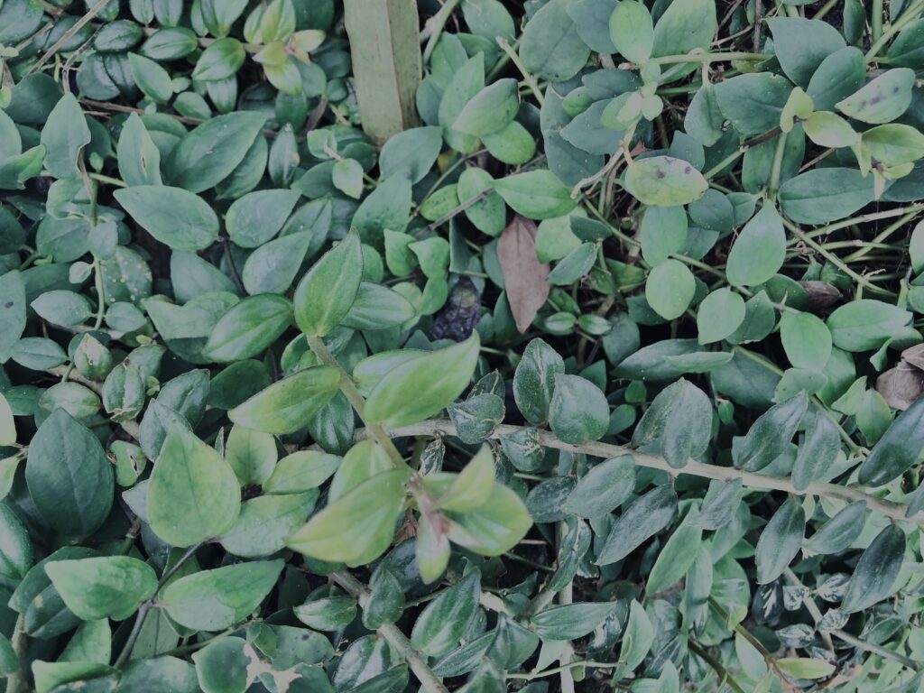 植物,自然,風景,マイナスイオン,緑,観葉植物,草,テクスチャ,