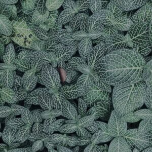 植物,自然,風景,マイナスイオン,緑,観葉植物,草,テクスチャ,