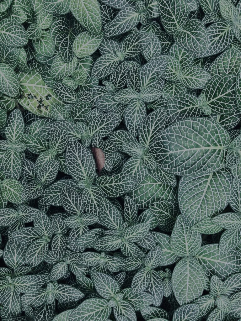 植物,自然,風景,マイナスイオン,緑,観葉植物,草,テクスチャ,
