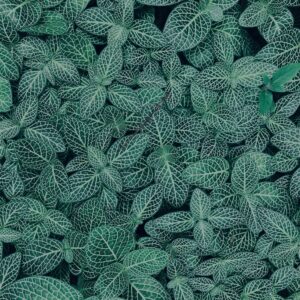 植物,自然,風景,マイナスイオン,緑,観葉植物,草,テクスチャ,