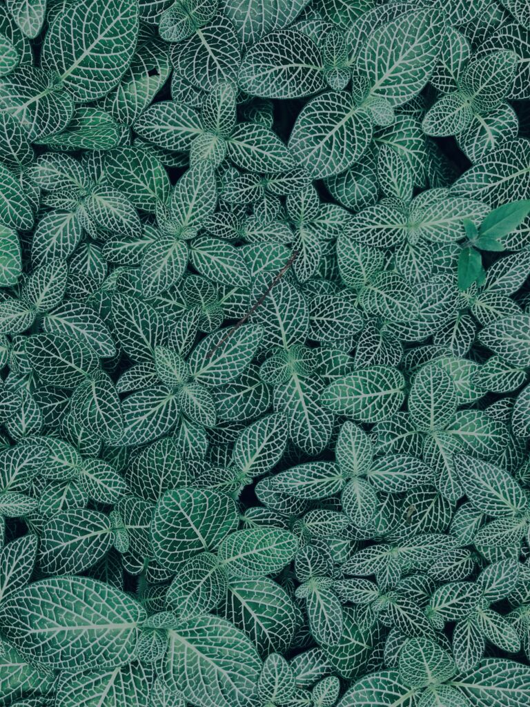 植物,自然,風景,マイナスイオン,緑,観葉植物,草,テクスチャ,