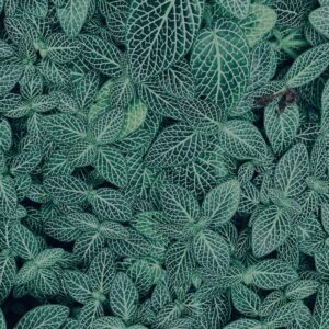 植物,自然,風景,マイナスイオン,緑,観葉植物,草,テクスチャ,