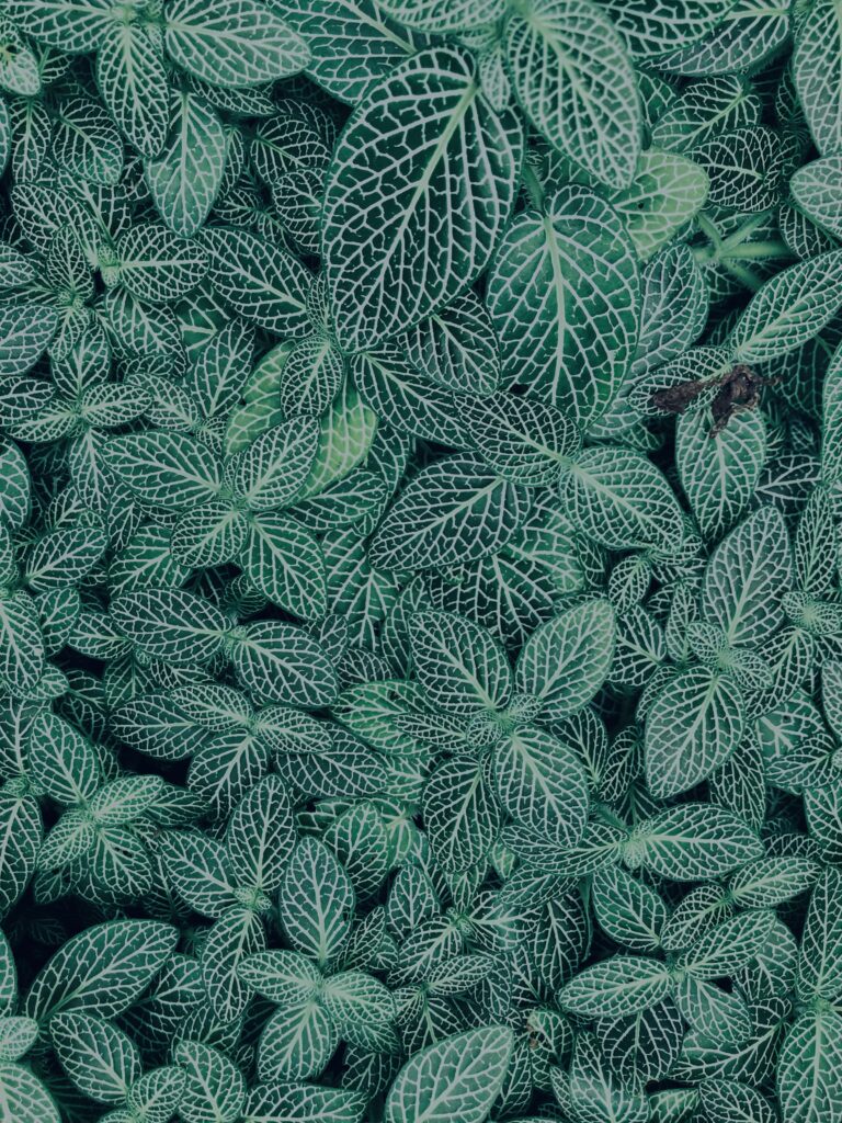 植物,自然,風景,マイナスイオン,緑,観葉植物,草,テクスチャ,
