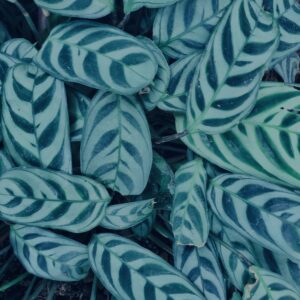 植物,自然,風景,マイナスイオン,緑,観葉植物,草,テクスチャ,