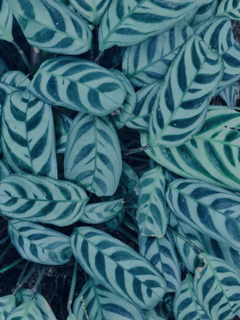 植物,自然,風景,マイナスイオン,緑,観葉植物,草,テクスチャ,