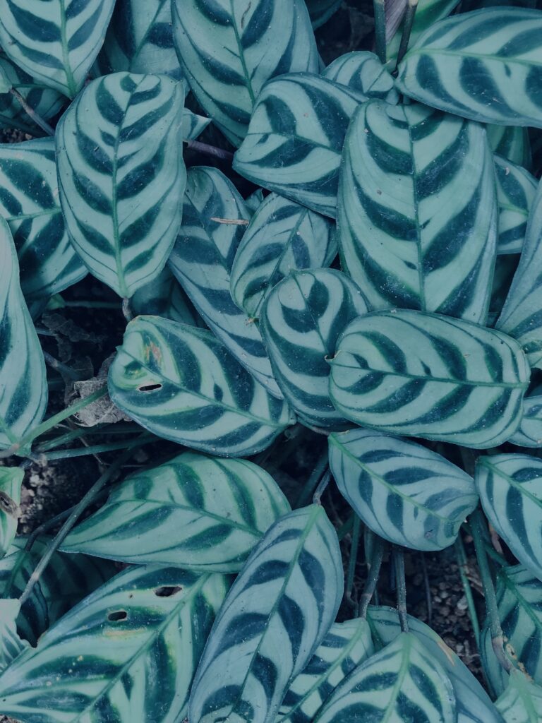 植物,自然,風景,マイナスイオン,緑,観葉植物,草,テクスチャ,