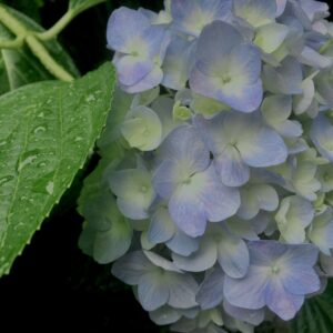 紫陽花,梅雨,アジサイ,花,テクスチャ,手花水,カラフル,花アート,フラワーアート,高幡不動,百草園,