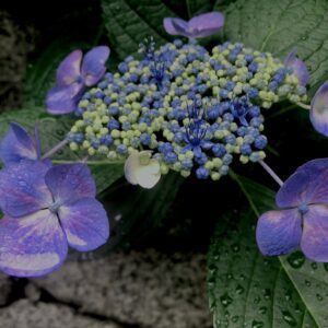 紫陽花,梅雨,アジサイ,花,テクスチャ,カラフル,花アート,フラワーアート,高幡不動,百草園,