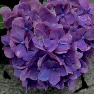 紫陽花,梅雨,アジサイ,花,テクスチャ,カラフル,花アート,フラワーアート,高幡不動,百草園,