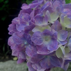 紫陽花,梅雨,アジサイ,花,テクスチャ,カラフル,花アート,フラワーアート,高幡不動,百草園,