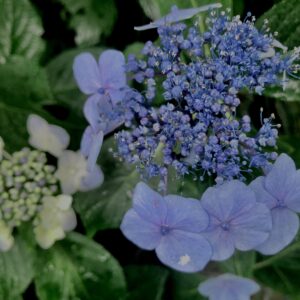 紫陽花,梅雨,アジサイ,花,テクスチャ,カラフル,花アート,フラワーアート,高幡不動,百草園,