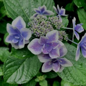 紫陽花,梅雨,アジサイ,花,テクスチャ,カラフル,花アート,フラワーアート,高幡不動,百草園,