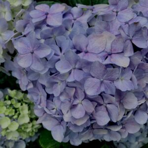 紫陽花,梅雨,アジサイ,花,テクスチャ,カラフル,花アート,フラワーアート,高幡不動,百草園,