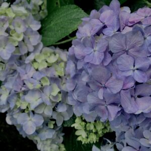 紫陽花,梅雨,アジサイ,花,テクスチャ,カラフル,花アート,フラワーアート,高幡不動,百草園,