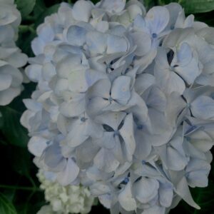 紫陽花,梅雨,アジサイ,花,テクスチャ,カラフル,花アート,フラワーアート,高幡不動,百草園,