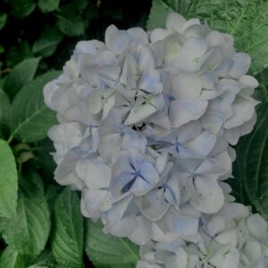 紫陽花,梅雨,アジサイ,花,テクスチャ,カラフル,花アート,フラワーアート,高幡不動,百草園,