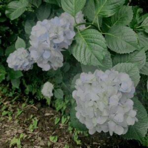 紫陽花,梅雨,アジサイ,花,テクスチャ,カラフル,花アート,フラワーアート,高幡不動,百草園,