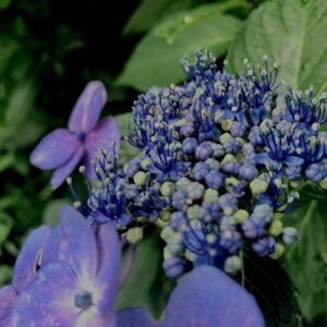 紫陽花,梅雨,アジサイ,花,テクスチャ,カラフル,花アート,フラワーアート,高幡不動,百草園,