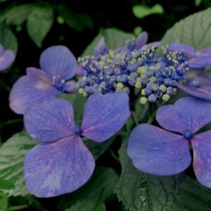 紫陽花,梅雨,アジサイ,花,テクスチャ,カラフル,花アート,フラワーアート,高幡不動,百草園,