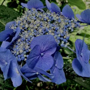 紫陽花,梅雨,アジサイ,花,テクスチャ,カラフル,花アート,フラワーアート,高幡不動,百草園,