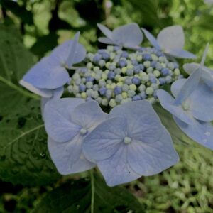 紫陽花,梅雨,アジサイ,花,テクスチャ,カラフル,花アート,フラワーアート,高幡不動,百草園,