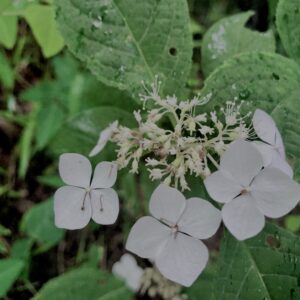 紫陽花,梅雨,アジサイ,花,テクスチャ,カラフル,花アート,フラワーアート,高幡不動,百草園,