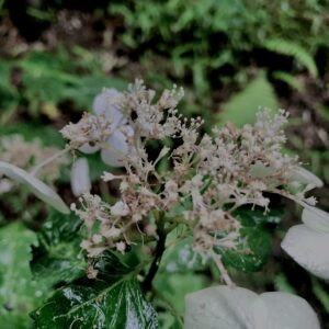 紫陽花,梅雨,アジサイ,花,テクスチャ,カラフル,花アート,フラワーアート,高幡不動,百草園,