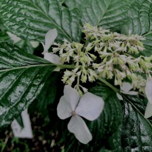 紫陽花,梅雨,アジサイ,花,テクスチャ,カラフル,花アート,フラワーアート,高幡不動,百草園,