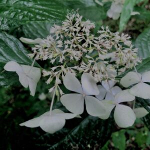 紫陽花,梅雨,アジサイ,花,テクスチャ,カラフル,花アート,フラワーアート,高幡不動,百草園,