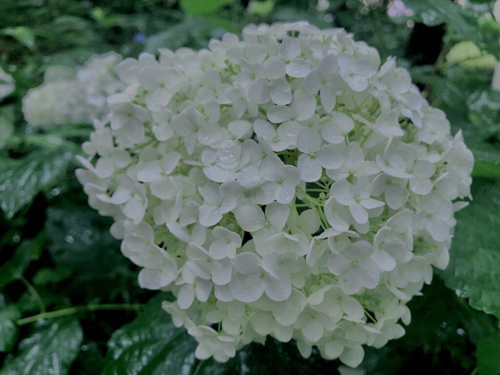 紫陽花,梅雨,アジサイ,花,テクスチャ,カラフル,花アート,フラワーアート,高幡不動,百草園,