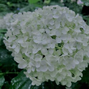 紫陽花,梅雨,アジサイ,花,テクスチャ,カラフル,花アート,フラワーアート,高幡不動,百草園,