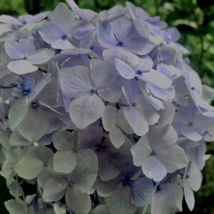 紫陽花,梅雨,アジサイ,花,テクスチャ,カラフル,花アート,フラワーアート,高幡不動,百草園,