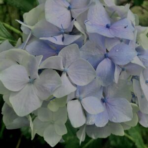 紫陽花,梅雨,アジサイ,花,テクスチャ,カラフル,花アート,フラワーアート,高幡不動,百草園,