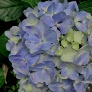 紫陽花,梅雨,アジサイ,花,テクスチャ,カラフル,花アート,フラワーアート,高幡不動,百草園,