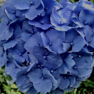 紫陽花,梅雨,アジサイ,花,テクスチャ,カラフル,花アート,フラワーアート,高幡不動,百草園,