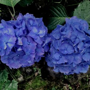紫陽花,梅雨,アジサイ,花,テクスチャ,カラフル,花アート,フラワーアート,高幡不動,百草園,
