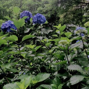 紫陽花,梅雨,アジサイ,花,テクスチャ,カラフル,花アート,フラワーアート,高幡不動,百草園,