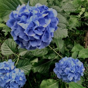 紫陽花,梅雨,アジサイ,花,テクスチャ,カラフル,花アート,フラワーアート,高幡不動,百草園,
