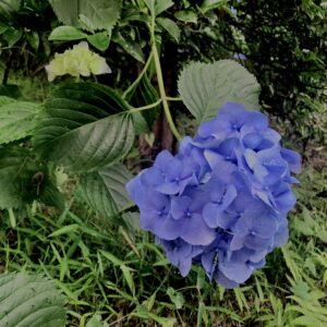紫陽花,梅雨,アジサイ,花,テクスチャ,カラフル,花アート,フラワーアート,高幡不動,百草園,