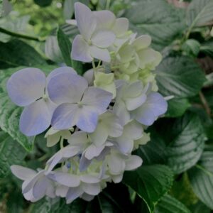 紫陽花,梅雨,アジサイ,花,テクスチャ,カラフル,花アート,フラワーアート,高幡不動,百草園,