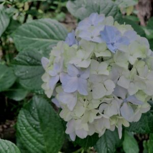 紫陽花,梅雨,アジサイ,花,テクスチャ,カラフル,花アート,フラワーアート,高幡不動,百草園,