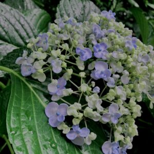 紫陽花,梅雨,アジサイ,花,テクスチャ,カラフル,花アート,フラワーアート,高幡不動,百草園,