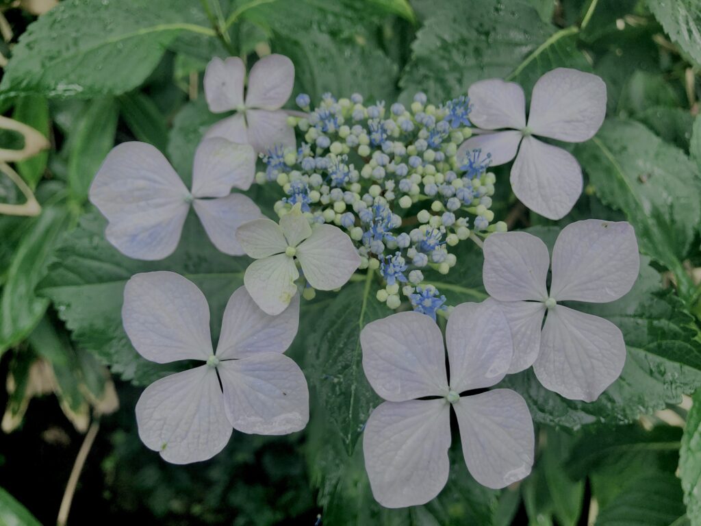 紫陽花,梅雨,アジサイ,花,テクスチャ,カラフル,花アート,フラワーアート,高幡不動,百草園,