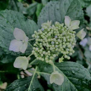 紫陽花,梅雨,アジサイ,花,テクスチャ,カラフル,花アート,フラワーアート,高幡不動,百草園,