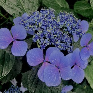 紫陽花,梅雨,アジサイ,花,テクスチャ,カラフル,花アート,フラワーアート,高幡不動,百草園,