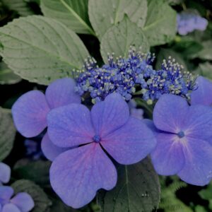紫陽花,梅雨,アジサイ,花,テクスチャ,カラフル,花アート,フラワーアート,高幡不動,百草園,