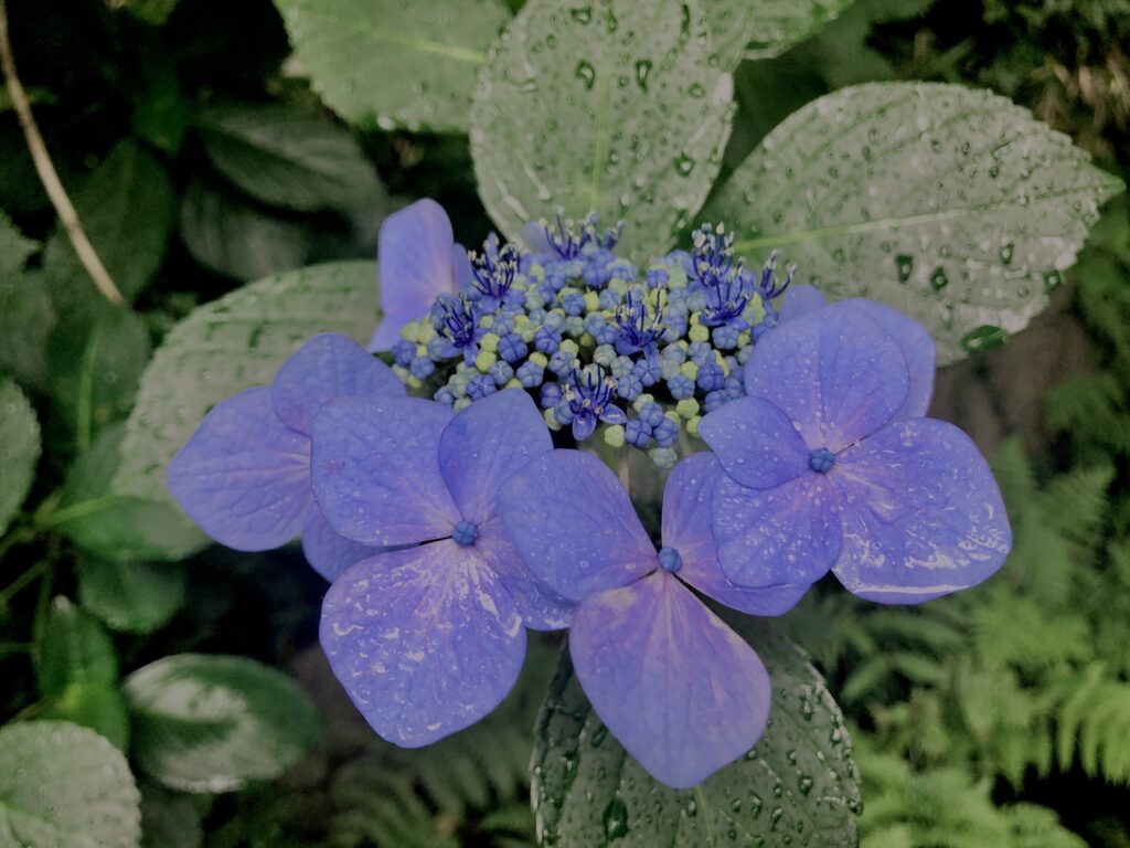 紫陽花,梅雨,アジサイ,花,テクスチャ,カラフル,花アート,フラワーアート,高幡不動,百草園,
