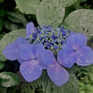 紫陽花,梅雨,アジサイ,花,テクスチャ,カラフル,花アート,フラワーアート,高幡不動,百草園,